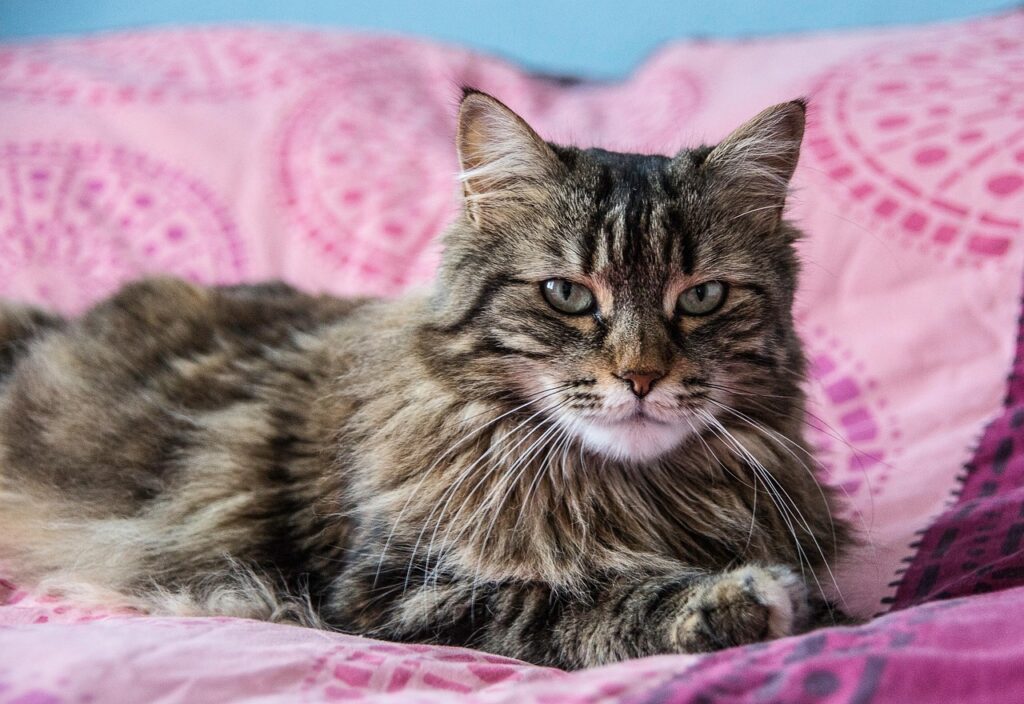 maine coon macska