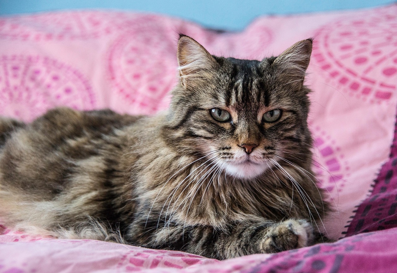 maine coon macska