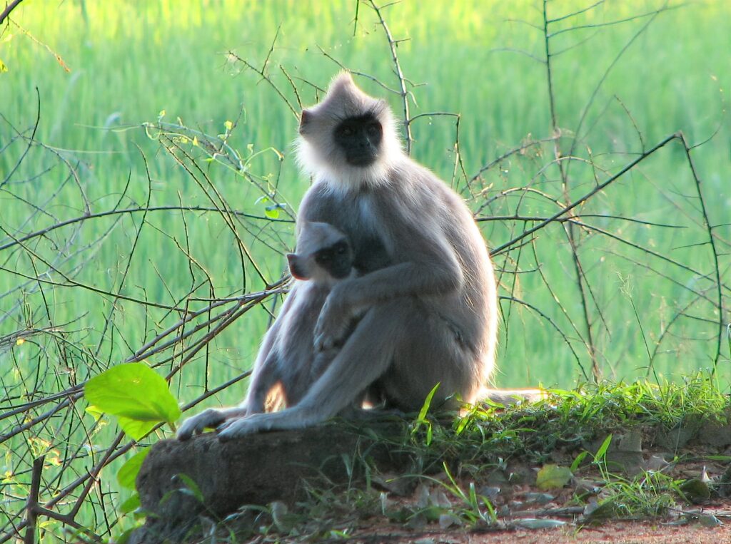 Hulmán-langur