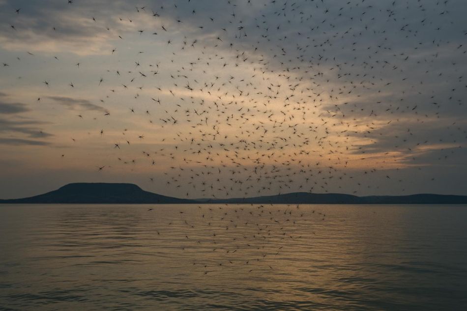 árvaszúnyog balaton