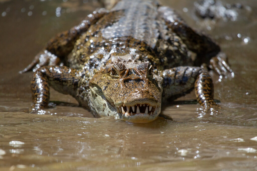 Krokodil