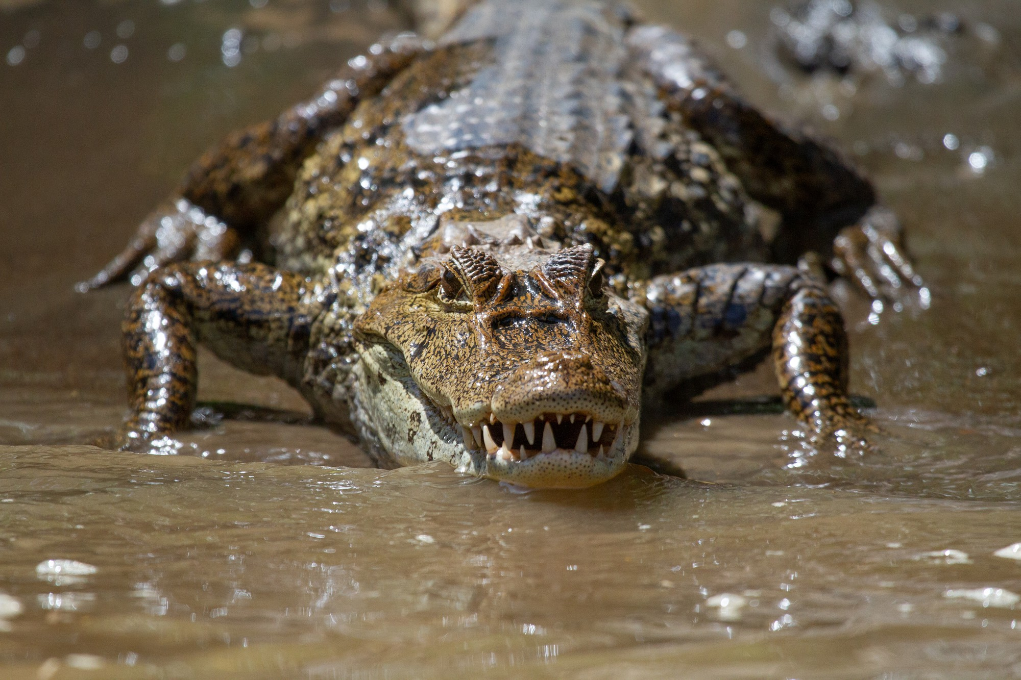 Krokodil